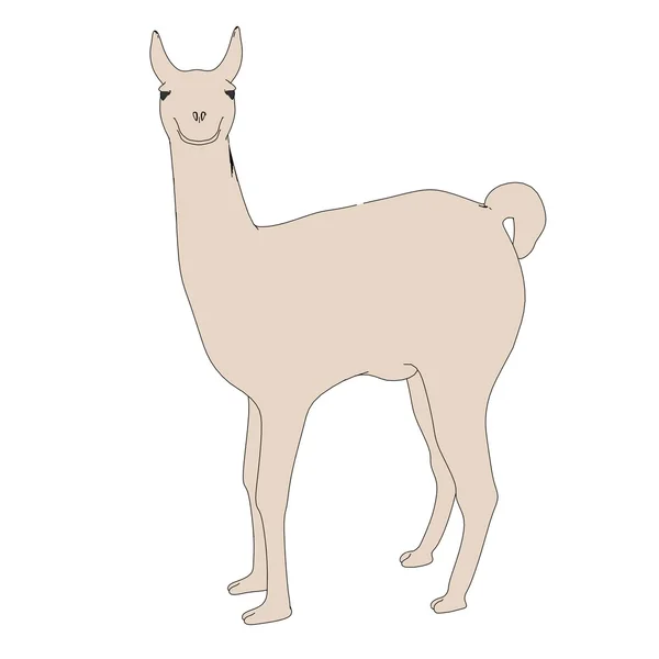 Cartoon image of lama animal — Stock Photo, Image