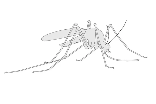 Imagem dos desenhos animados do inseto mosquito — Fotografia de Stock