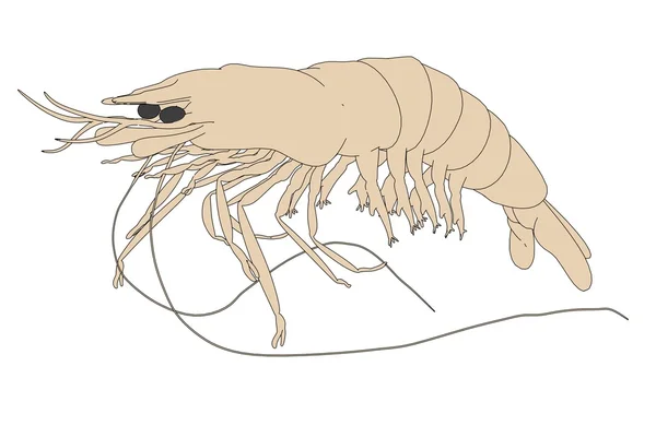 Cartoon image of prawn animal — Stock Photo, Image