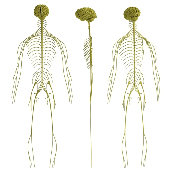 Реалістичний 3d візуалізація нервової системи — стокове фото