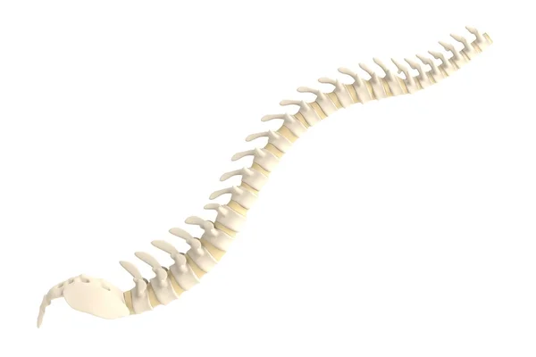 Realista 3d renderizado de la columna vertebral — Foto de Stock
