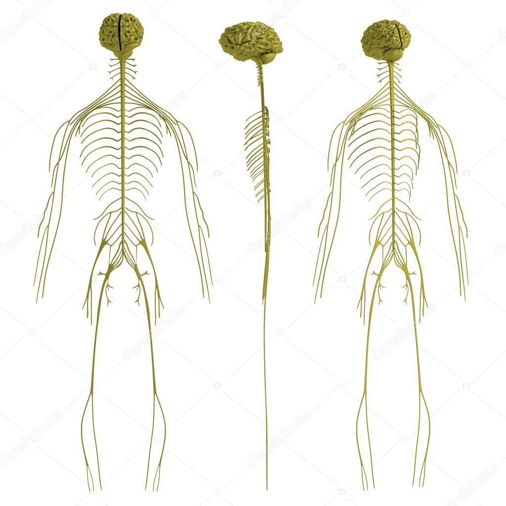 Realistic 3d render of nervous system