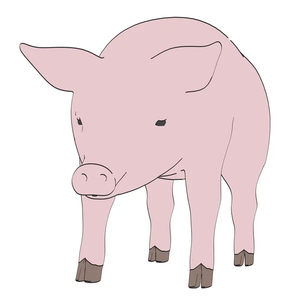 Cartoon image of pig animal — Stock Photo, Image