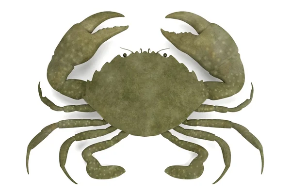 Realistic 3d render of crustacean - scylla serrata — Stock Photo, Image