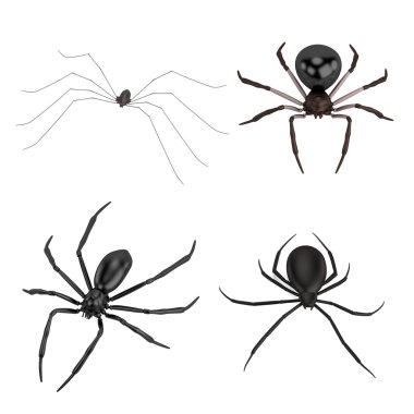 örümcek gerçekçi 3d render