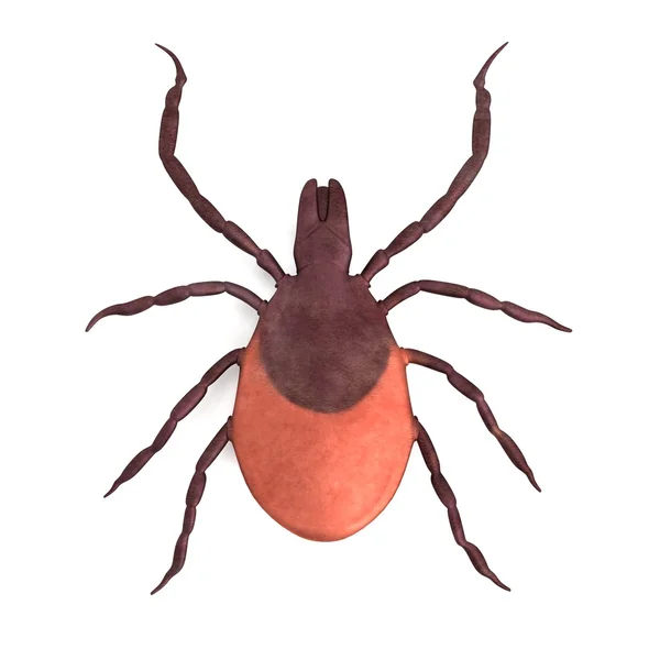 Realistic 3d render of tick nymph — Stock Photo, Image