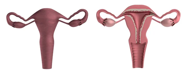 Realistische 3D-Darstellung der Gebärmutter — Stockfoto