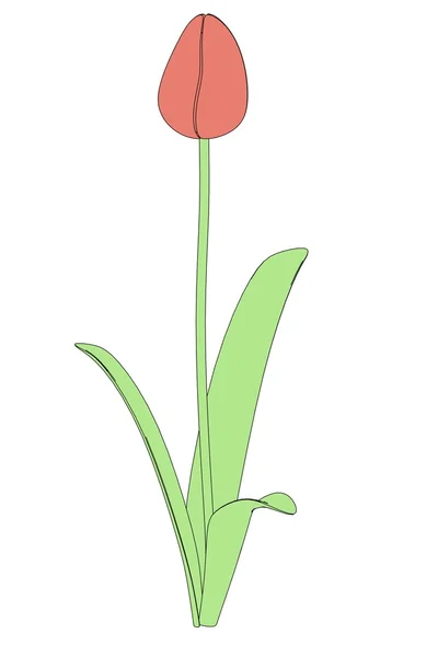 Imagen de dibujos animados de flor de tulipán —  Fotos de Stock
