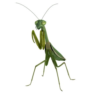 Mantis gerçekçi 3d render
