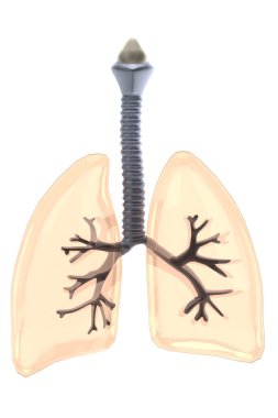 Akciğer gerçekçi 3d render