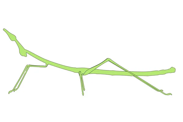 Imagem dos desenhos animados do inseto stick — Fotografia de Stock