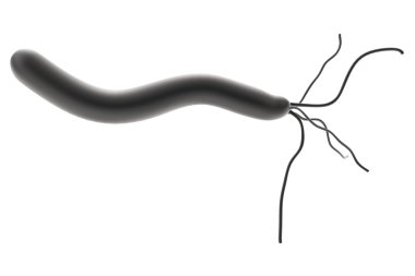 helicobacter pylori gerçekçi 3d render