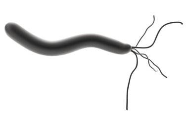 Realistic 3d render of helicobacter pylori clipart