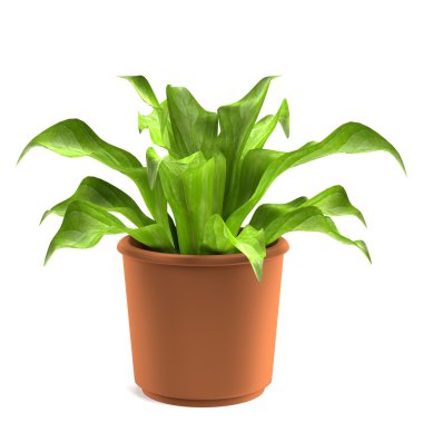 asplenium gerçekçi 3d render