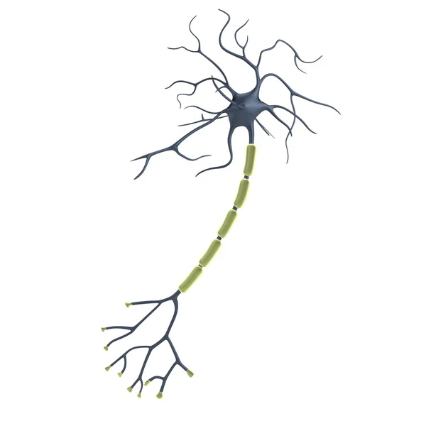 真实的 3d 渲染的神经元 — 图库照片