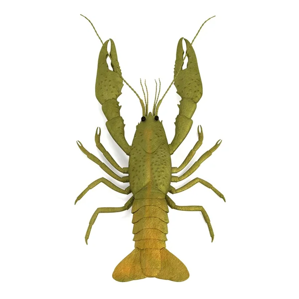 Realista 3d renderizado de crustáceos - cangrejos de río — Foto de Stock