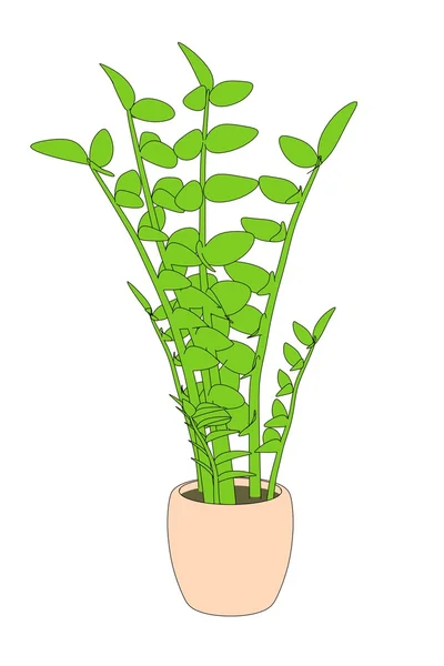 Image de dessin animé de la plante zamioculcas — Photo