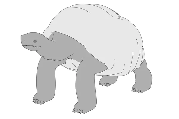 Cartoon image of geochelone nigra — Φωτογραφία Αρχείου