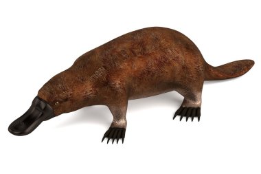 platypus gerçekçi 3d render