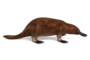 platypus gerçekçi 3d render