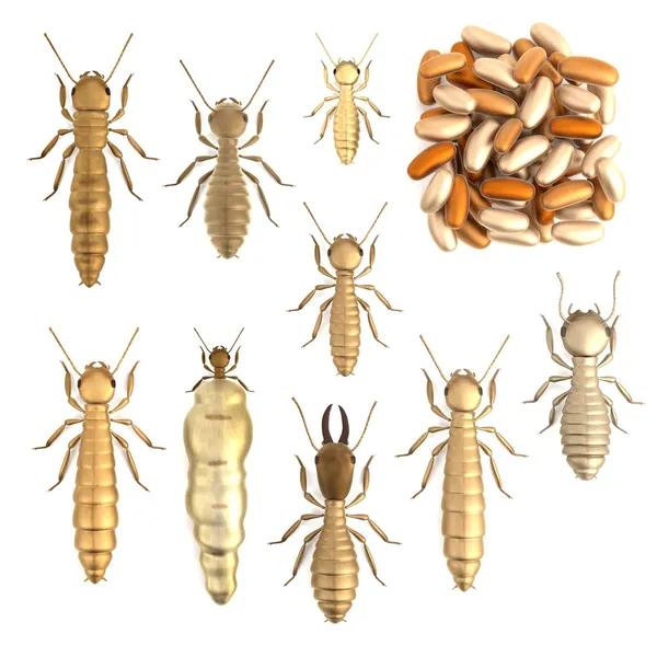 Realistic 3d render of termite set — Stock Photo, Image