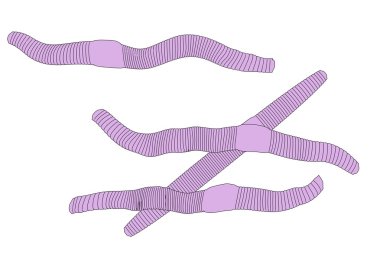 yağmur Worms çizgi film resim