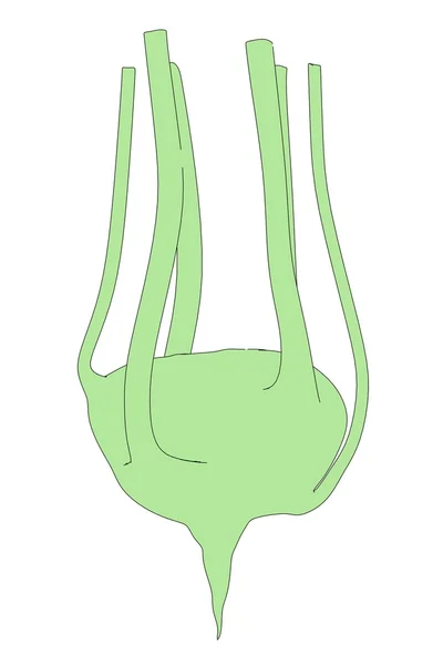 Kreskówka obraz kalarepa warzyw — Zdjęcie stockowe