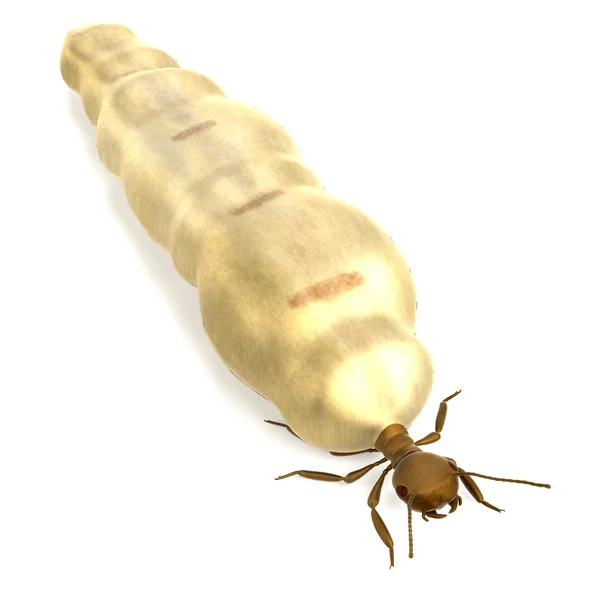 Realista 3d renderização de termite rainha — Fotografia de Stock