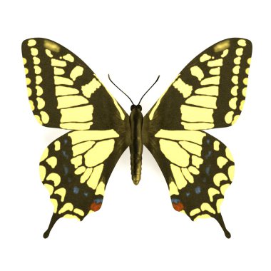 Kelebek gerçekçi 3d render