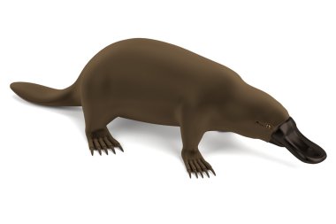 Realistic 3d render of platypus clipart