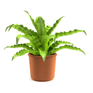 asplenium gerçekçi 3d render