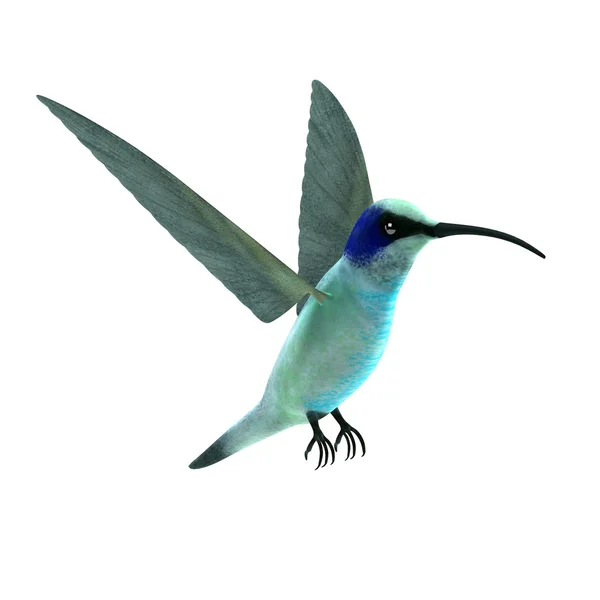 Realistische 3d render van colibri — Stockfoto