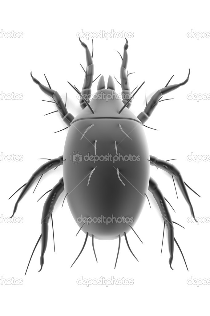 Realistic 3d render of mite
