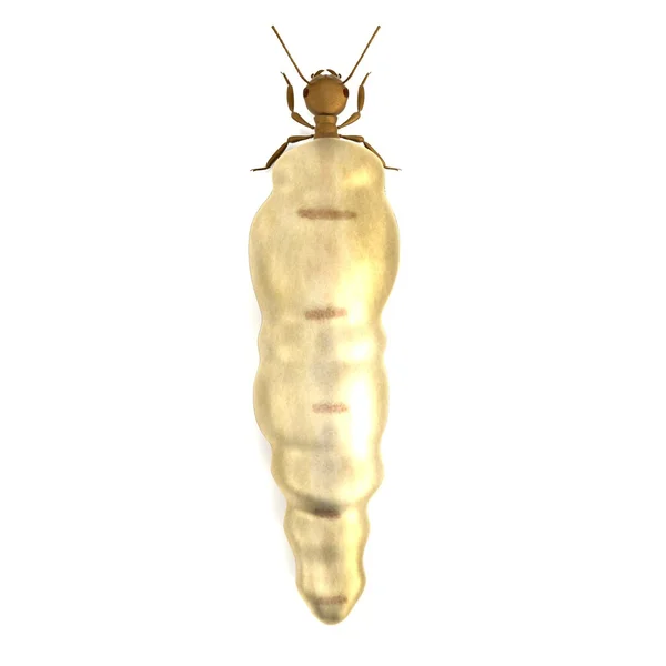Realista 3d renderização de termite rainha — Fotografia de Stock
