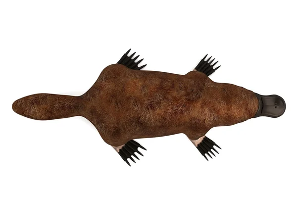 Realistic 3d render of platypus — Stock Photo, Image