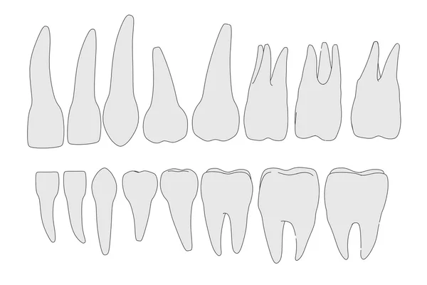 Imagem dos dentes humanos — Fotografia de Stock