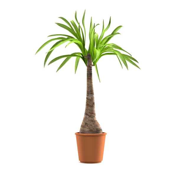 Realistic 3d render of beaucarnea — Stock Photo, Image