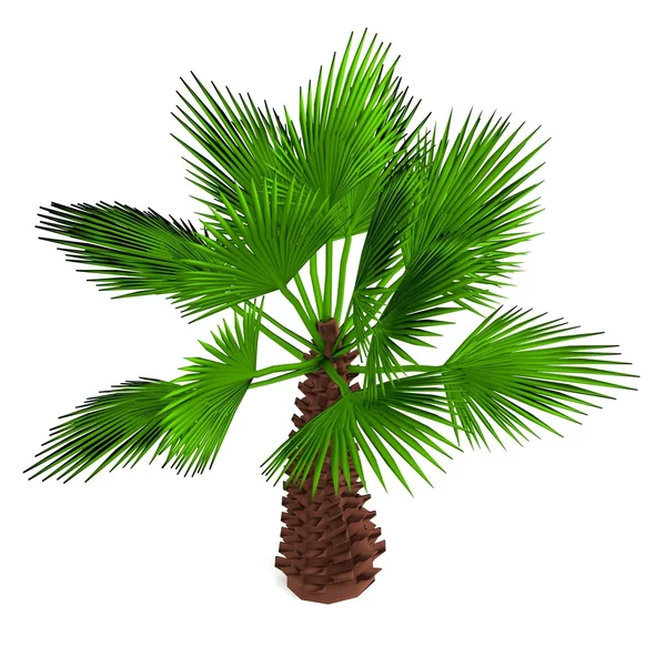 Realistic 3d render of palm — Stock Photo, Image