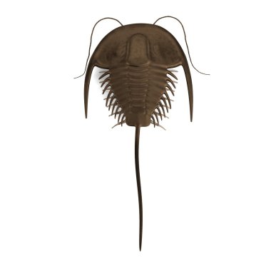 trilobite gerçekçi 3d render