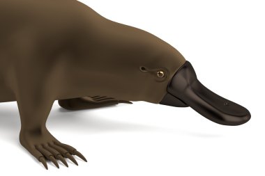 platypus gerçekçi 3d render