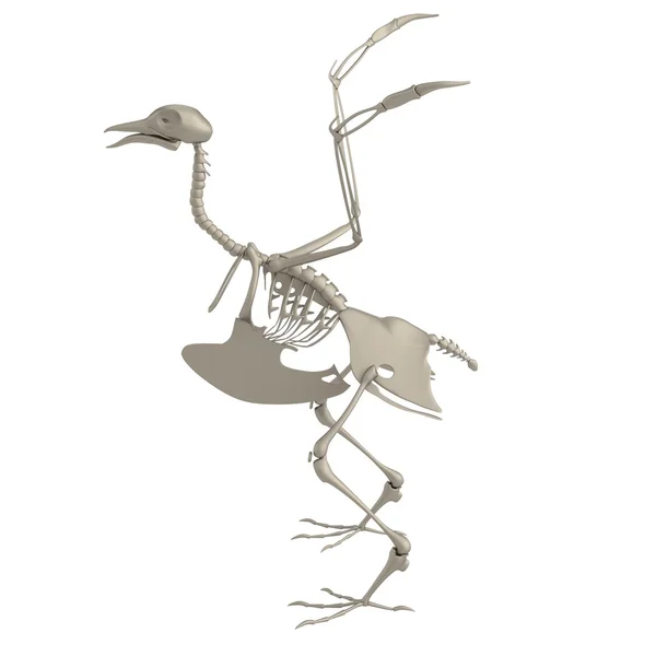 Renderização 3d realista de esqueleto de pássaro — Fotografia de Stock