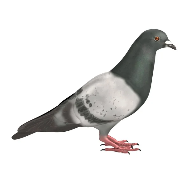 Realistische 3D-Darstellung der Taube — Stockfoto