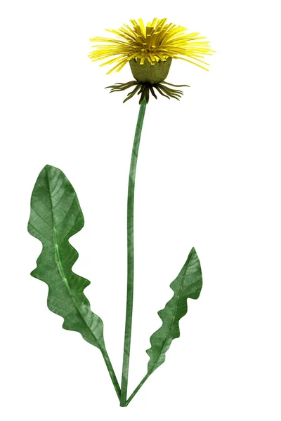 Realistic 3d render of dandelion — Stock Photo, Image