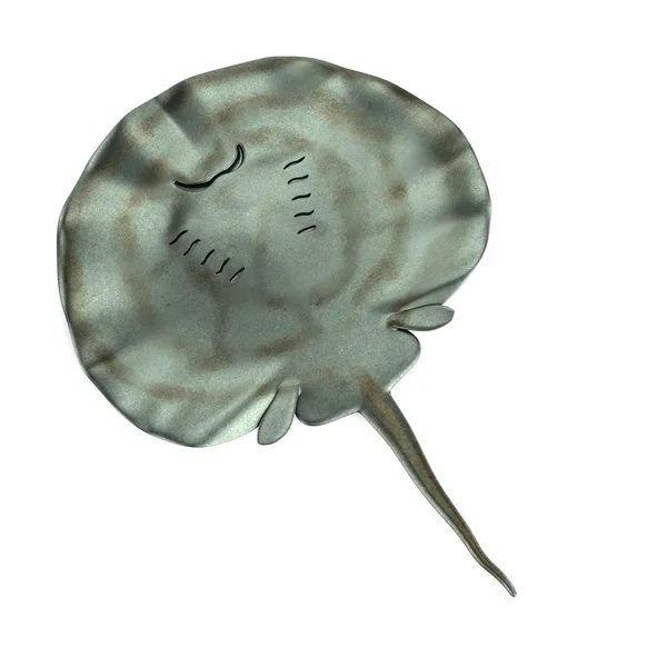 Realistic 3d render of stingray — Stock Photo, Image