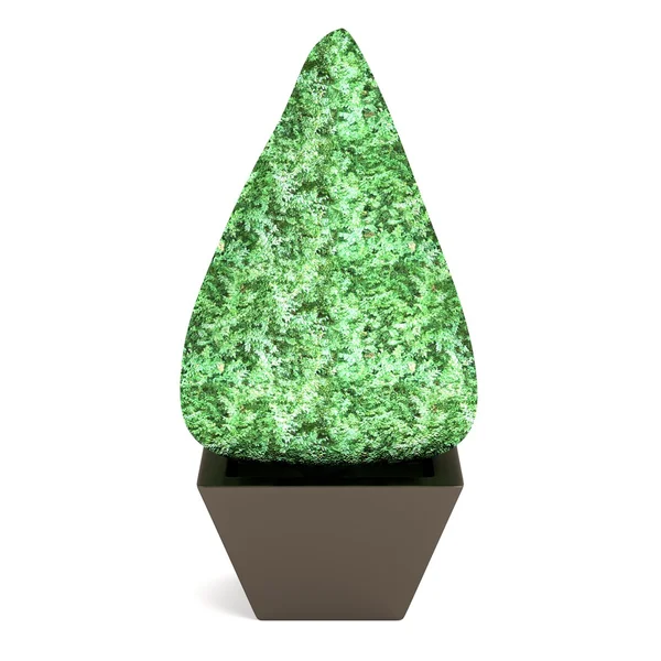 Renderização 3d realista de buxus — Fotografia de Stock