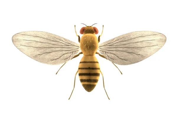 Renderização 3d realista de melanogaste drozophila — Fotografia de Stock