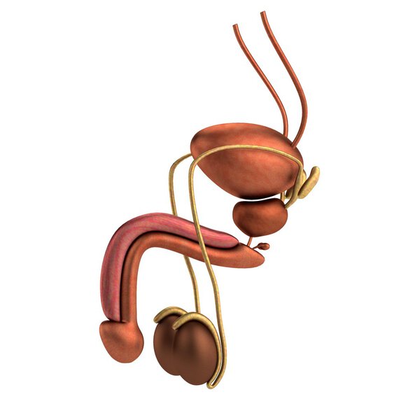 Реалистичное 3D-рендеринг мужской репродуктивной системы
