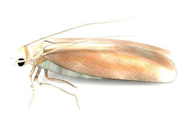 Realistic 3d render of moth — Stock Photo, Image