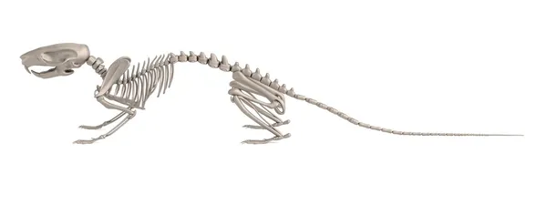 Rendering realistico 3d dello scheletro del mouse — Foto Stock