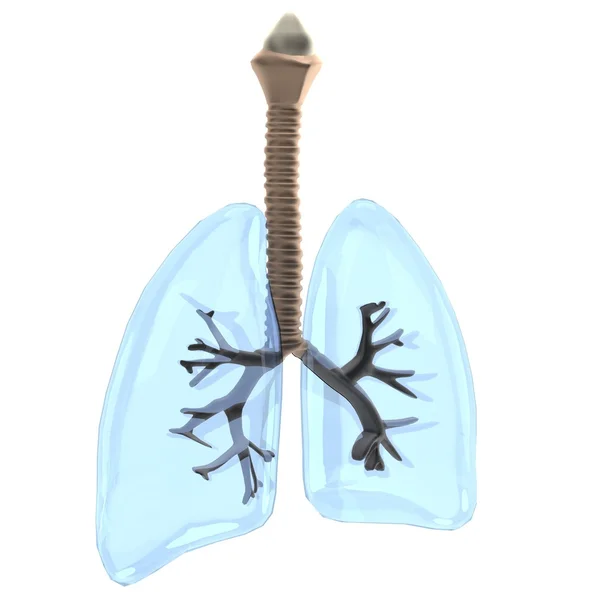 Resa realistica 3d dei polmoni — Foto Stock